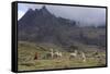 Llamas and Herder, Andes, Peru, South America-Peter Groenendijk-Framed Stretched Canvas