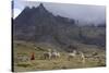 Llamas and Herder, Andes, Peru, South America-Peter Groenendijk-Stretched Canvas