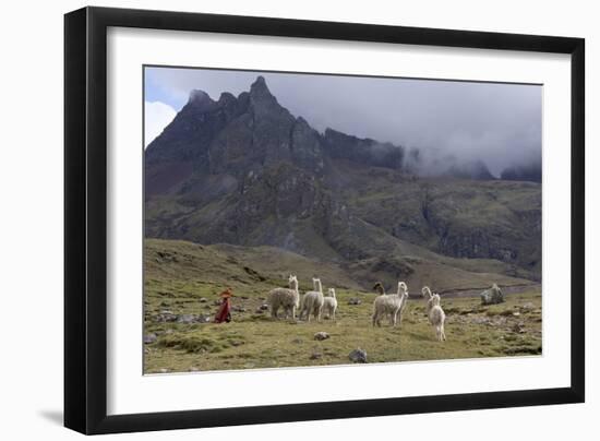 Llamas and Herder, Andes, Peru, South America-Peter Groenendijk-Framed Photographic Print