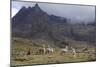 Llamas and Herder, Andes, Peru, South America-Peter Groenendijk-Mounted Photographic Print