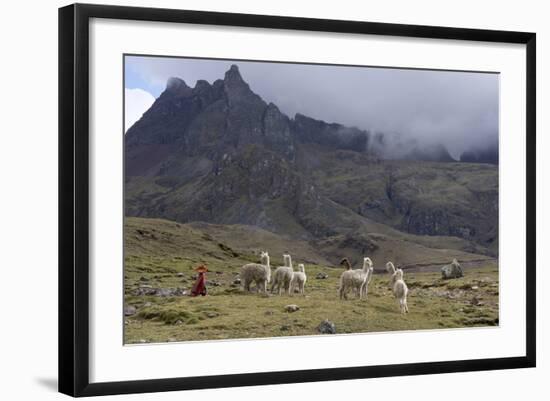 Llamas and Herder, Andes, Peru, South America-Peter Groenendijk-Framed Photographic Print