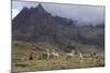 Llamas and Herder, Andes, Peru, South America-Peter Groenendijk-Mounted Photographic Print