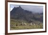 Llamas and Herder, Andes, Peru, South America-Peter Groenendijk-Framed Photographic Print