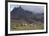 Llamas and Herder, Andes, Peru, South America-Peter Groenendijk-Framed Photographic Print