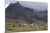 Llamas and Herder, Andes, Peru, South America-Peter Groenendijk-Mounted Photographic Print