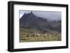 Llamas and Herder, Andes, Peru, South America-Peter Groenendijk-Framed Photographic Print