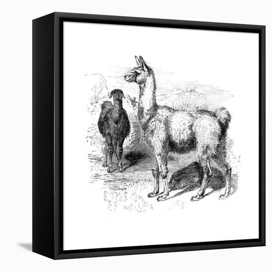 Llamas, C1880-null-Framed Stretched Canvas