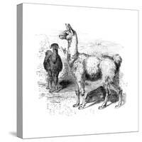 Llamas, C1880-null-Stretched Canvas