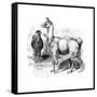 Llamas, C1880-null-Framed Stretched Canvas