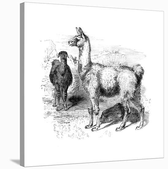 Llamas, C1880-null-Stretched Canvas