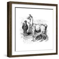 Llamas, C1880-null-Framed Giclee Print