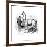 Llamas, C1880-null-Framed Giclee Print