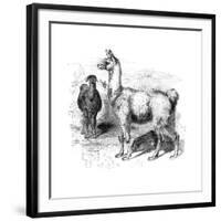 Llamas, C1880-null-Framed Giclee Print