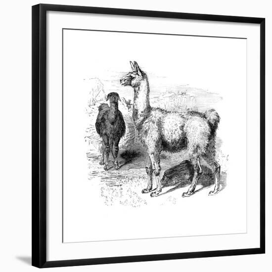 Llamas, C1880-null-Framed Giclee Print