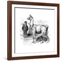 Llamas, C1880-null-Framed Giclee Print