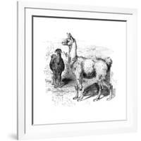 Llamas, C1880-null-Framed Giclee Print