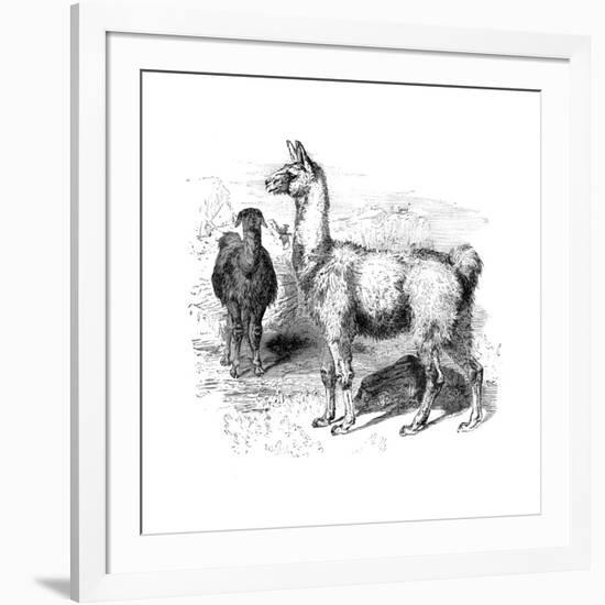 Llamas, C1880-null-Framed Giclee Print