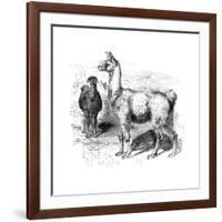 Llamas, C1880-null-Framed Giclee Print