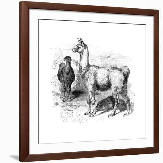 Llamas, C1880-null-Framed Giclee Print