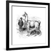 Llamas, C1880-null-Framed Giclee Print