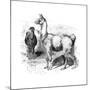 Llamas, C1880-null-Mounted Giclee Print