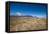 Llamas Graze Below the Sajama Volcano in Sajama National Park-Alex Saberi-Framed Stretched Canvas