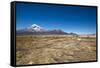 Llamas Graze Below the Sajama Volcano in Sajama National Park-Alex Saberi-Framed Stretched Canvas