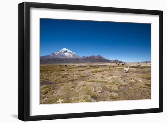 Llamas Graze Below the Sajama Volcano in Sajama National Park-Alex Saberi-Framed Photographic Print