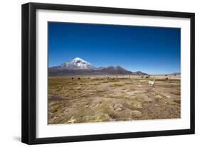 Llamas Graze Below the Sajama Volcano in Sajama National Park-Alex Saberi-Framed Photographic Print