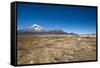 Llamas Graze Below the Sajama Volcano in Sajama National Park-Alex Saberi-Framed Stretched Canvas