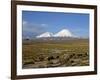 Llamas Grazing before Volcanoes Parinacota and Pomerape, Lauca National Park, Chile, South America-Mcleod Rob-Framed Photographic Print