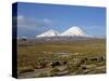 Llamas Grazing before Volcanoes Parinacota and Pomerape, Lauca National Park, Chile, South America-Mcleod Rob-Stretched Canvas