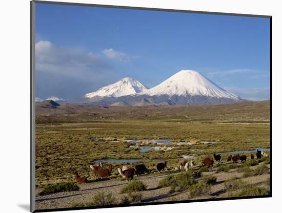 Llamas Grazing before Volcanoes Parinacota and Pomerape, Lauca National Park, Chile, South America-Mcleod Rob-Mounted Photographic Print