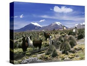Llamas Grazing in Sajama National Park with the Twins, the Volcanoes of Parinacota and Pomerata in-Mark Chivers-Stretched Canvas