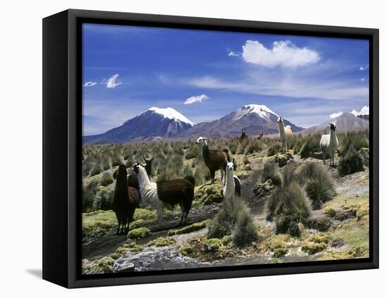 Llamas Grazing in Sajama National Park with the Twins, the Volcanoes of Parinacota and Pomerata in-Mark Chivers-Framed Stretched Canvas