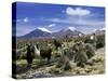 Llamas Grazing in Sajama National Park with the Twins, the Volcanoes of Parinacota and Pomerata in-Mark Chivers-Stretched Canvas