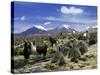 Llamas Grazing in Sajama National Park with the Twins, the Volcanoes of Parinacota and Pomerata in-Mark Chivers-Stretched Canvas