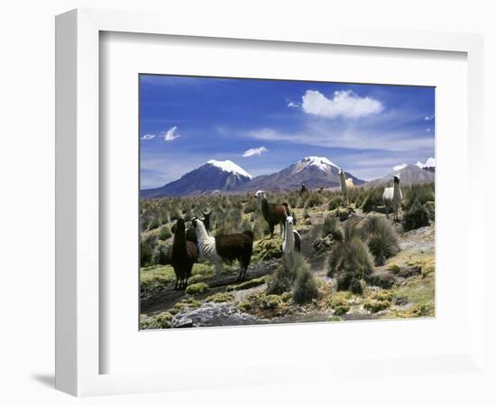 Llamas Grazing in Sajama National Park with the Twins, the Volcanoes of Parinacota and Pomerata in-Mark Chivers-Framed Photographic Print