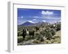 Llamas Grazing in Sajama National Park with the Twins, the Volcanoes of Parinacota and Pomerata in-Mark Chivers-Framed Photographic Print