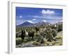 Llamas Grazing in Sajama National Park with the Twins, the Volcanoes of Parinacota and Pomerata in-Mark Chivers-Framed Photographic Print