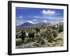 Llamas Grazing in Sajama National Park with the Twins, the Volcanoes of Parinacota and Pomerata in-Mark Chivers-Framed Photographic Print