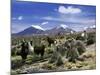 Llamas Grazing in Sajama National Park with the Twins, the Volcanoes of Parinacota and Pomerata in-Mark Chivers-Mounted Photographic Print