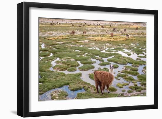 Llamas in the Mountains near Paso De Jama, Argentina-Chile-xura-Framed Photographic Print