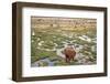 Llamas in the Mountains near Paso De Jama, Argentina-Chile-xura-Framed Photographic Print