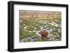 Llamas in the Mountains near Paso De Jama, Argentina-Chile-xura-Framed Photographic Print