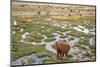 Llamas in the Mountains near Paso De Jama, Argentina-Chile-xura-Mounted Photographic Print