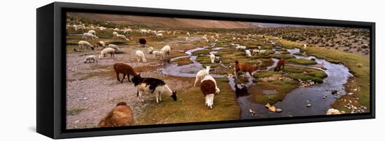 Llamas (Lama Glama) Grazing in the Field, Sacred Valley, Cusco Region, Peru, South America-null-Framed Stretched Canvas