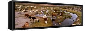 Llamas (Lama Glama) Grazing in the Field, Sacred Valley, Cusco Region, Peru, South America-null-Framed Stretched Canvas