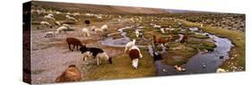 Llamas (Lama Glama) Grazing in the Field, Sacred Valley, Cusco Region, Peru, South America-null-Stretched Canvas