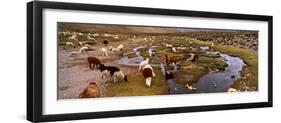 Llamas (Lama Glama) Grazing in the Field, Sacred Valley, Cusco Region, Peru, South America-null-Framed Photographic Print